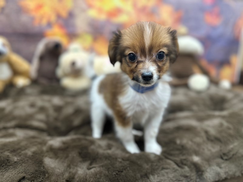 Papillon - 26903 Image #1