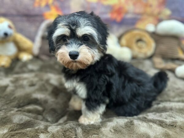 [#26897] Black and Tan Female Havanese Puppies For Sale