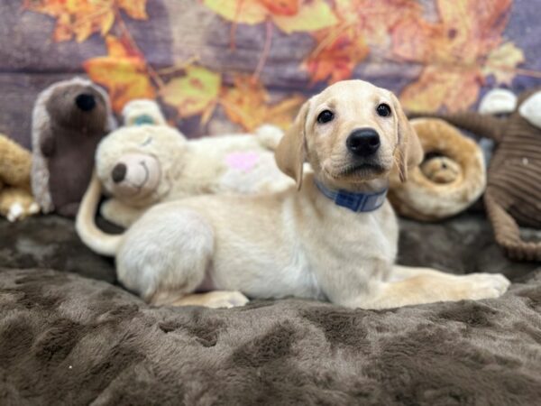 [#26916] Yellow Male Labrador Retriever Puppies For Sale