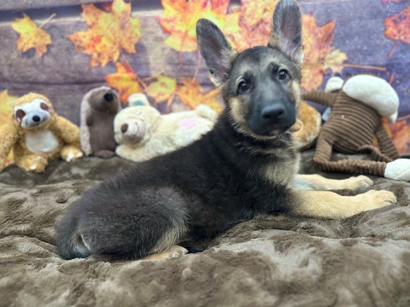 German Shepherd Dog - 26919 Image #1