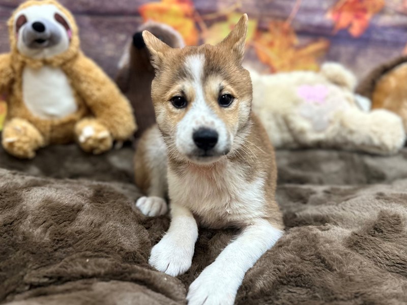 Shiba Inu - 26909 Image #1