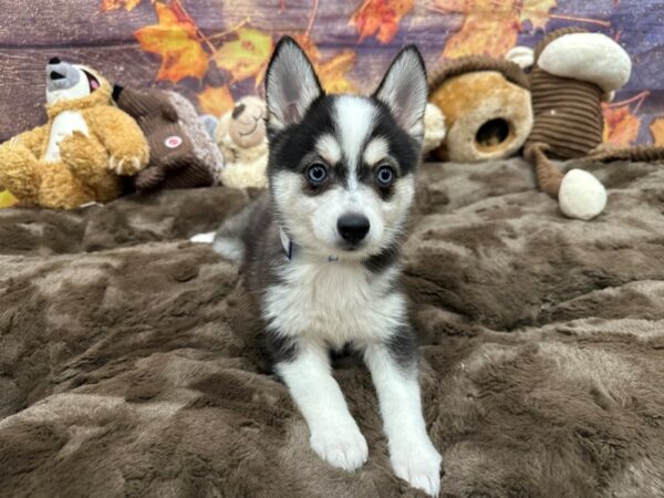 [#26910] Black / White Male Alaskan Klee Kai Puppies For Sale