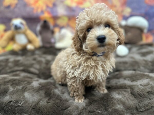 [#26908] Apricot Male Poodle Puppies For Sale