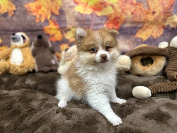 [#26899] Orange Male Pomeranian Puppies For Sale