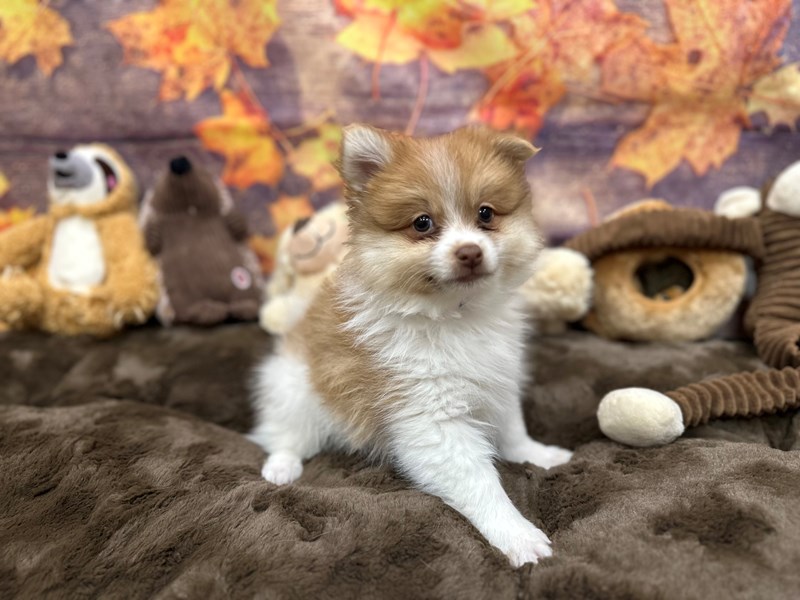 Pomeranian - 26899 Image #1