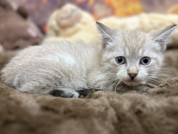 [#26924] Female Siamese Kittens For Sale