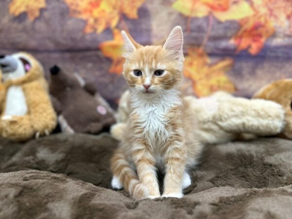 [#26923] Male Ragamuffin Kittens For Sale