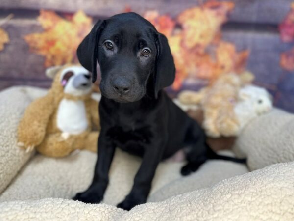 [#26927] Black Male Labrador Retriever Puppies For Sale