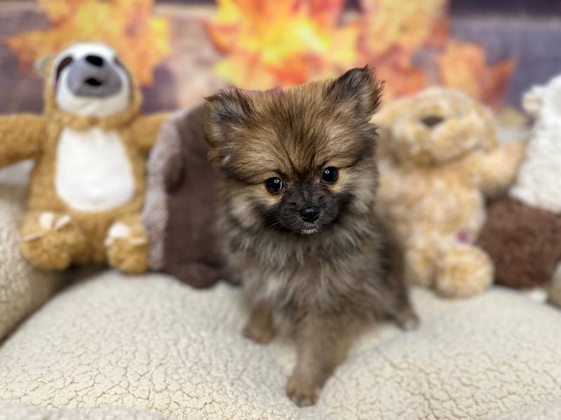 Pomeranian - 26928 Image #1