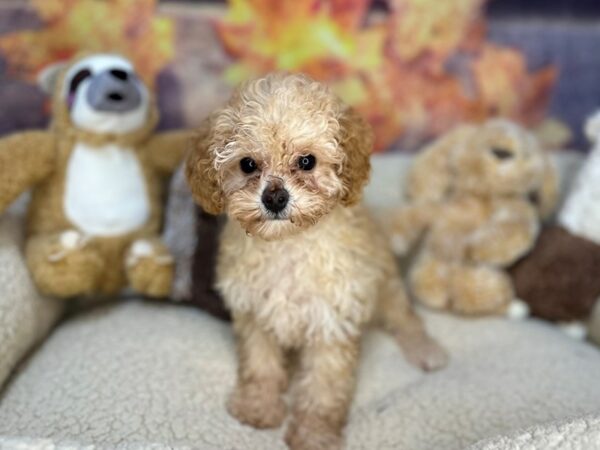 [#26929] Apricot Female Poodle Puppies For Sale