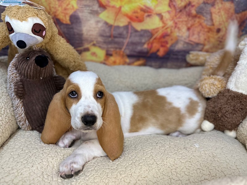 Basset Hound - 26930 Image #1