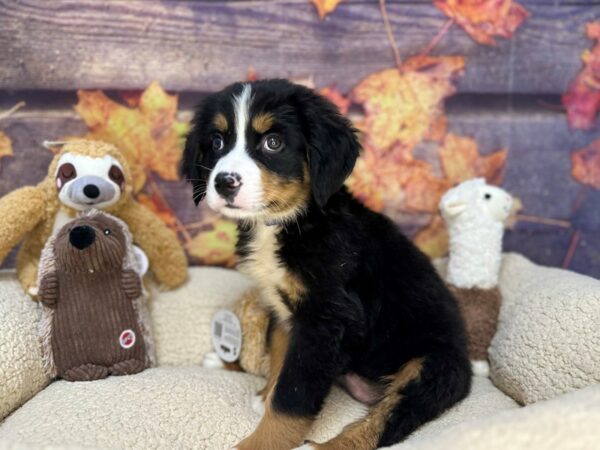[#26932] Black Rust and White Male Bernese Mountain Dog Puppies For Sale