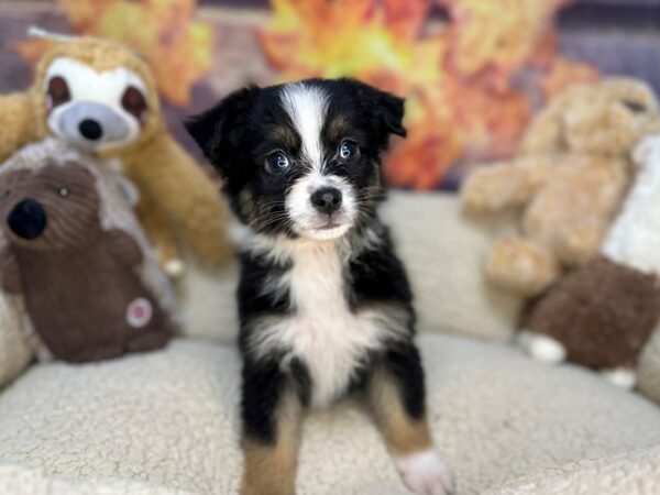 [#26935] Black White and Tan Female Miniature American Shepherd Puppies For Sale
