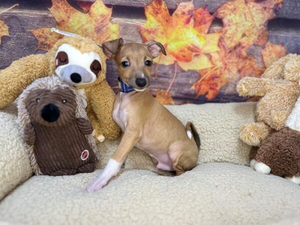 [#26940] Fawn Male Italian Greyhound Puppies For Sale