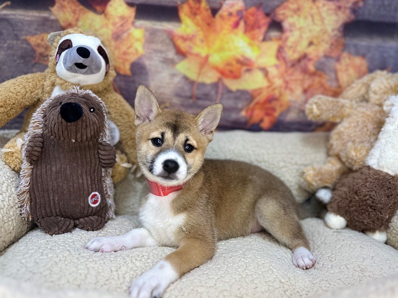 Shiba Inu - 26942 Image #1