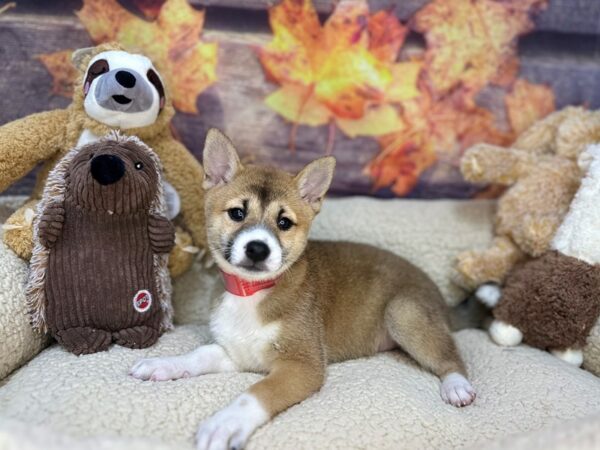 [#26942] Red Sesame Female Shiba Inu Puppies For Sale