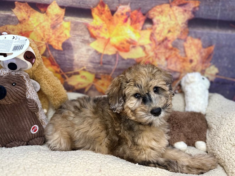 Poodle/Soft Coated Wheaten Terrier - 26943 Image #1