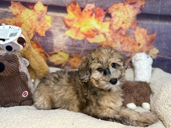 [#26943] Red Merle Female Poodle/Soft Coated Wheaten Terrier Puppies For Sale