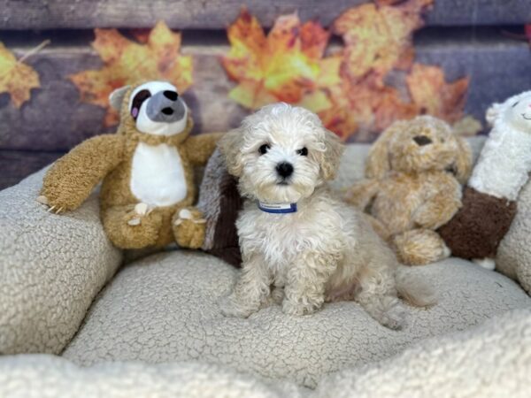 [#26937] White Male Bichon Frise Puppies For Sale