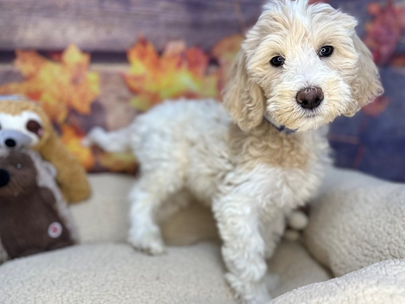 F1B Goldendoodle - 26945 Image #1