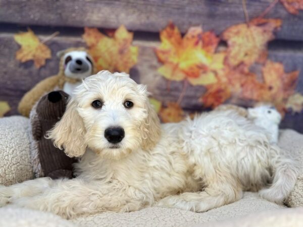 [#26944] Golden Parti Male F1B Goldendoodle Puppies For Sale