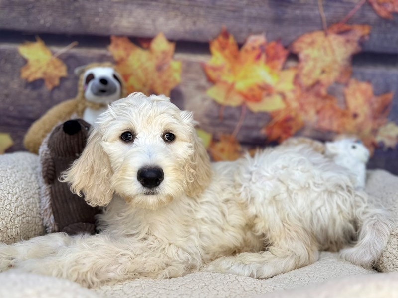 F1B Goldendoodle - 26944 Image #1