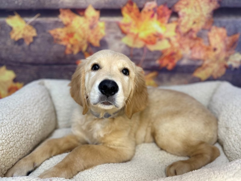 Golden Retriever - 26947 Image #1