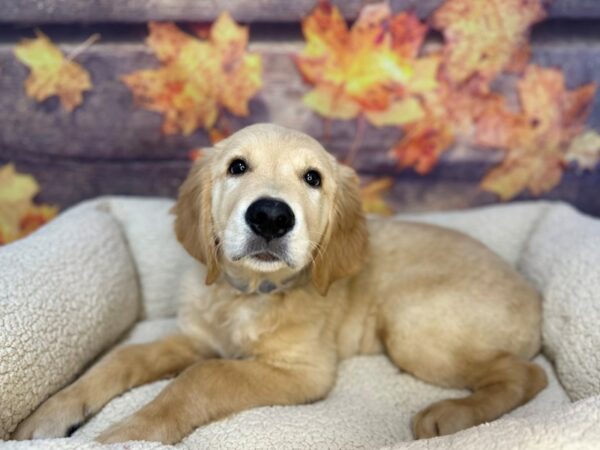 [#26947] Golden Male Golden Retriever Puppies For Sale
