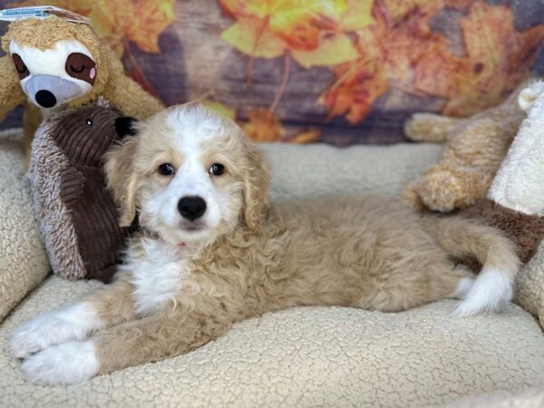 [#26926] Cream Female F1B Mini Bernedoodle Puppies For Sale