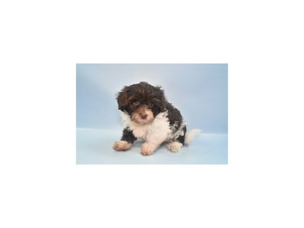 [#26953] Chocolate Male Havanese Puppies For Sale