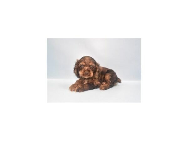 [#26958] Red Roan Male Cocker Spaniel Puppies For Sale