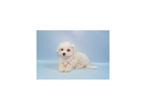 [#26954] White Female Maltese Puppies For Sale