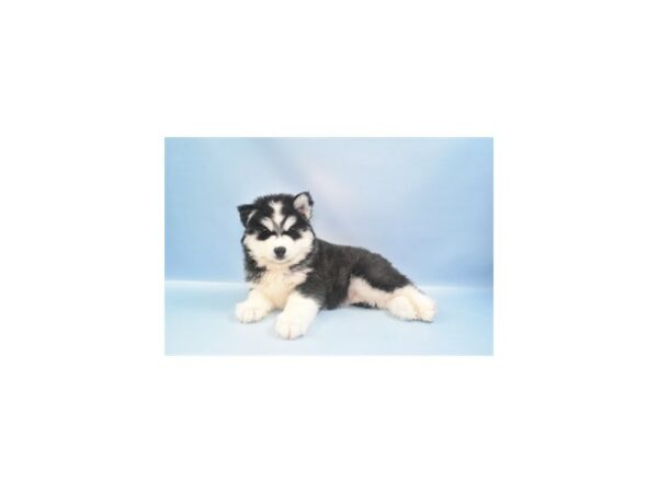[#26951] Black and White Male Siberian Husky Puppies For Sale