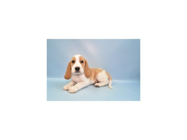 [#26948] Lemon and White Male Beagle Puppies For Sale
