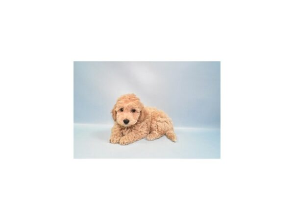 [#26949] Apricot Male Bichon Frise/Poodle Puppies For Sale