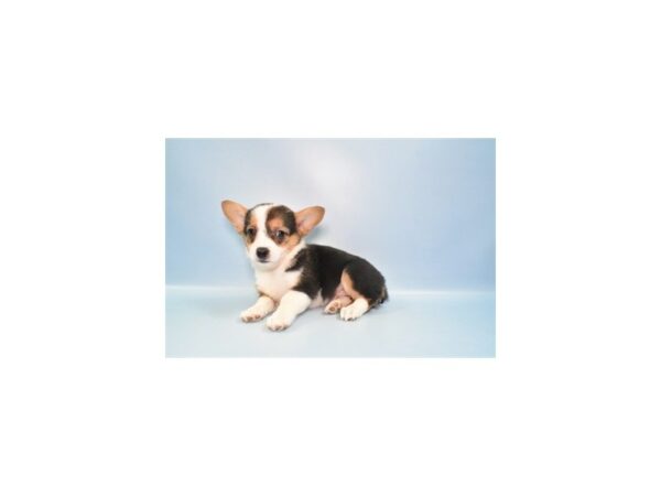 [#26956] Black and Tan Female Pembroke Welsh Corgi Puppies For Sale