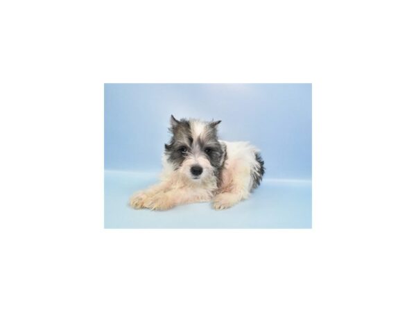 [#26955] Salt and Pepper Male Miniature Schnauzer Puppies For Sale