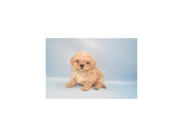 [#26950] Cream Male Shih Tzu Puppies For Sale