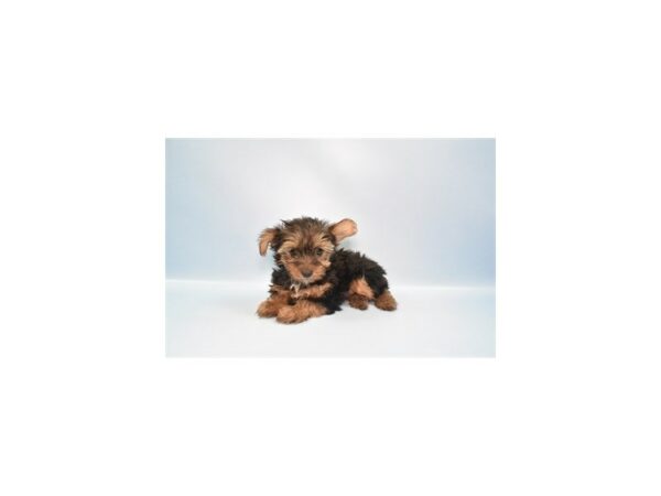 [#26952] Black and Tan Female Yorkshire Terrier Puppies For Sale