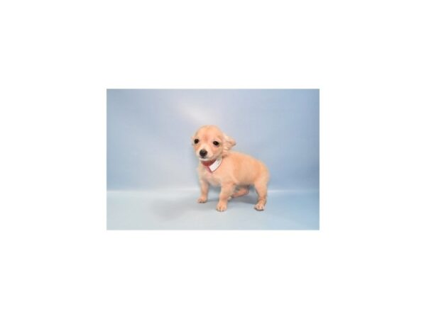 [#26957] Fawn Female Chihuahua Puppies For Sale