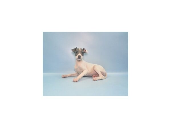 [#26972] Blue Male Italian Greyhound Puppies For Sale
