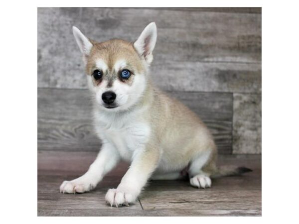 [#26965] Fawn / White Female Alaskan Klee Kai Puppies For Sale