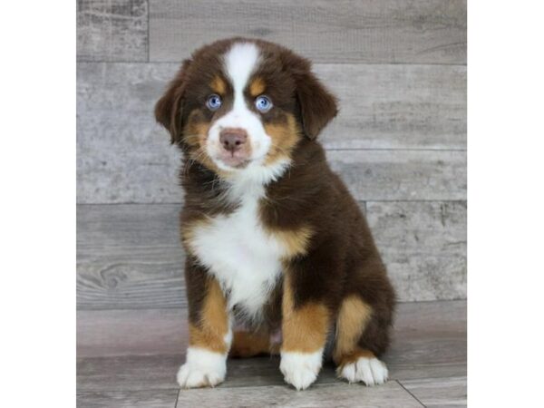 [#26964] Red Tan / White Male Miniature Australian Shepherd Puppies For Sale