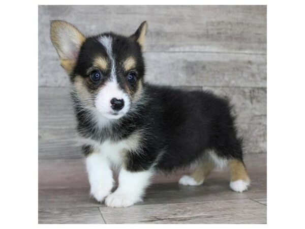 [#26962] Black White / Tan Female Pembroke Welsh Corgi Puppies For Sale