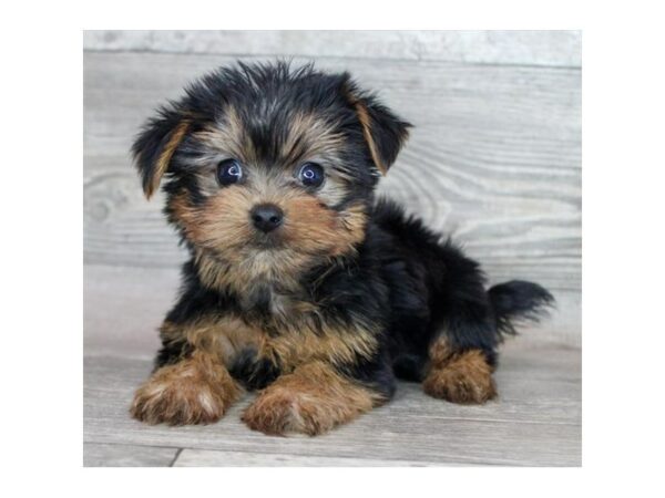 [#26963] Black / Tan Male Yorkshire Terrier Puppies For Sale