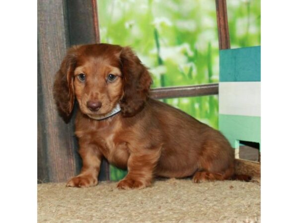 [#26961] Chocolate / Tan Female Dachshund Puppies For Sale