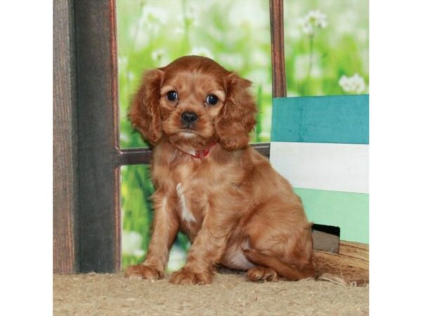 [#26960] Ruby Female Cavalier King Charles Spaniel Puppies For Sale