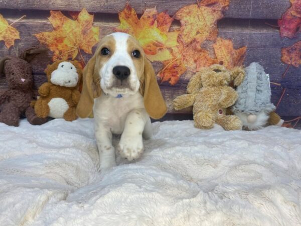 [#26948] Lemon and White Male Beagle Puppies For Sale