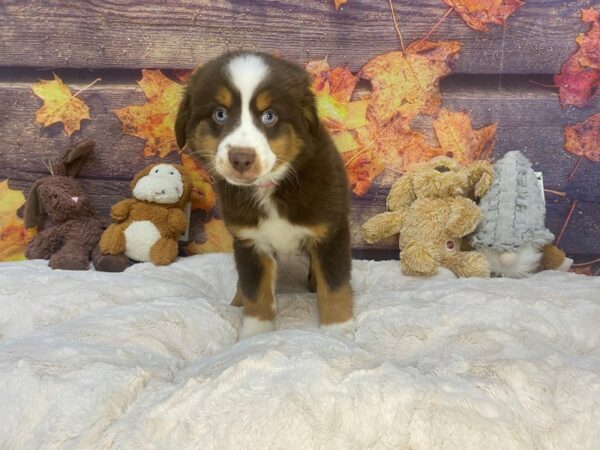 [#26964] Red Tan / White Male Miniature Australian Shepherd Puppies For Sale
