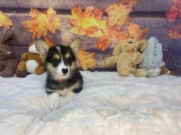 [#26962] Black White / Tan Female Pembroke Welsh Corgi Puppies For Sale